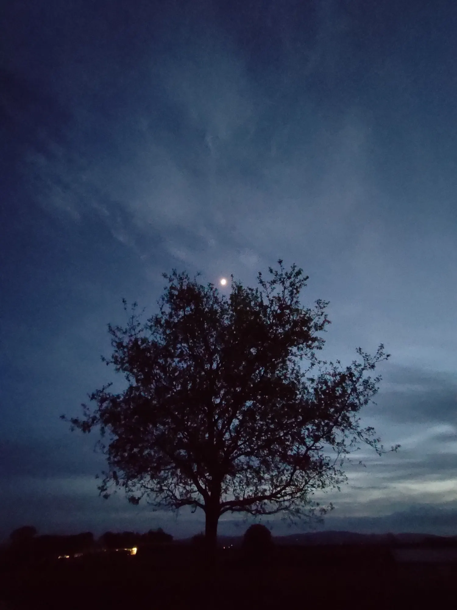 A lone tree beneath the moon at dusk